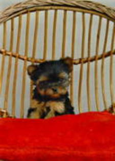 yorkshire terrier - yorkshire terrier   toy