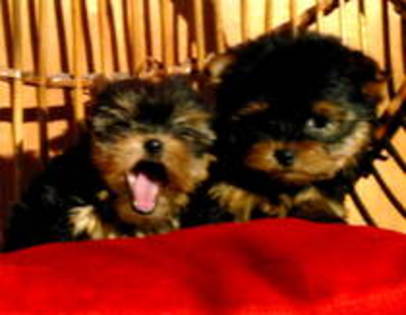 yorkshire terrier