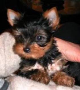 yorkshire terrier