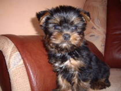 yorkshire terrier