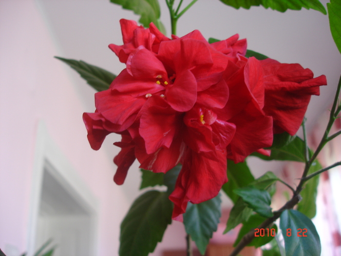 classic red - hibiscus 2010