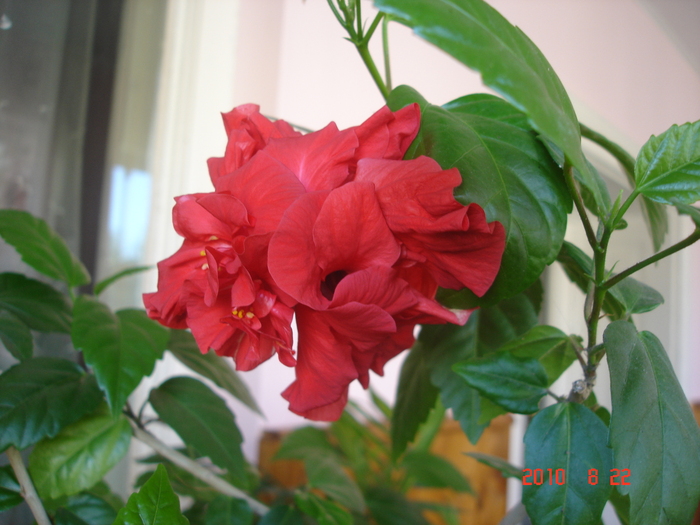 classic red - hibiscus 2010