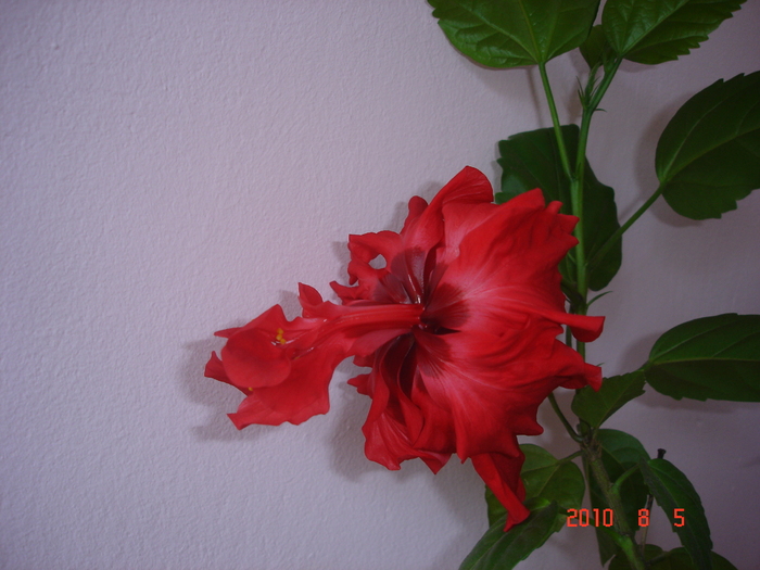 DSC08832 - hibiscus 2010