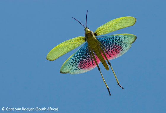 flight-of-the-locust-chris-van-rooyen-africa-sud