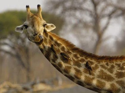 girafa_-1152x864 - poze cu animale din mare