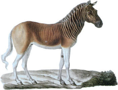 quagga-thumb-350-0-192