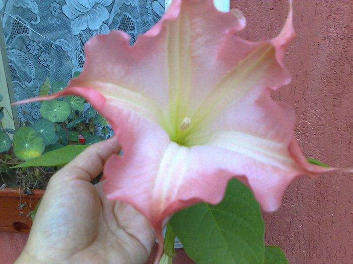 datura roz - X Brugmansia sau trompeta ingerilor 2011