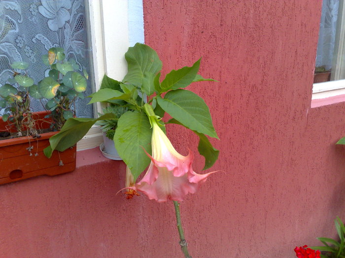 datura roz - X Brugmansia sau trompeta ingerilor 2011