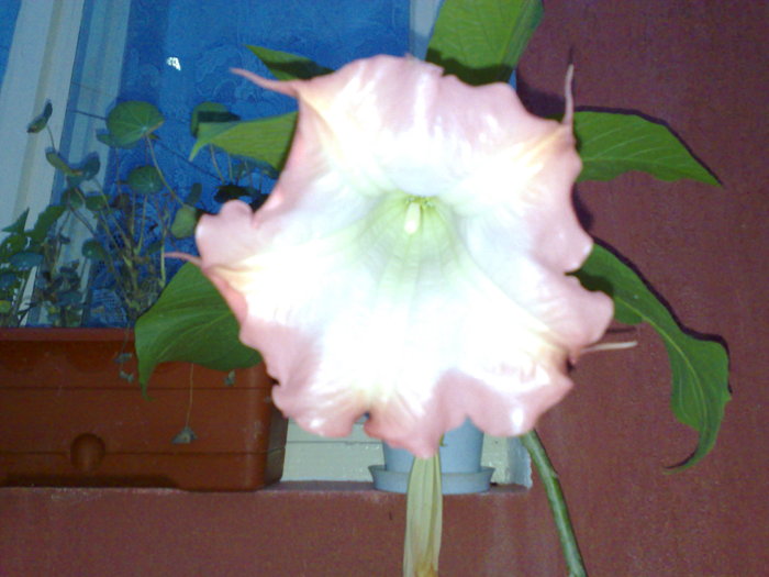 08082010597 - X Brugmansia sau trompeta ingerilor 2011