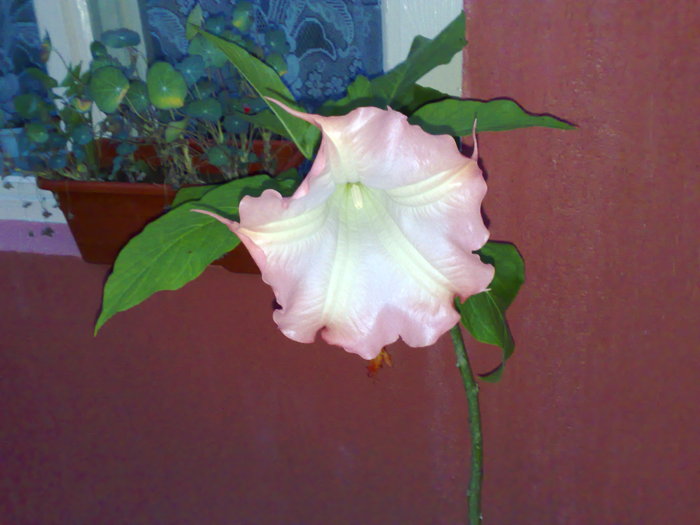 datura roz - X Brugmansia sau trompeta ingerilor 2011