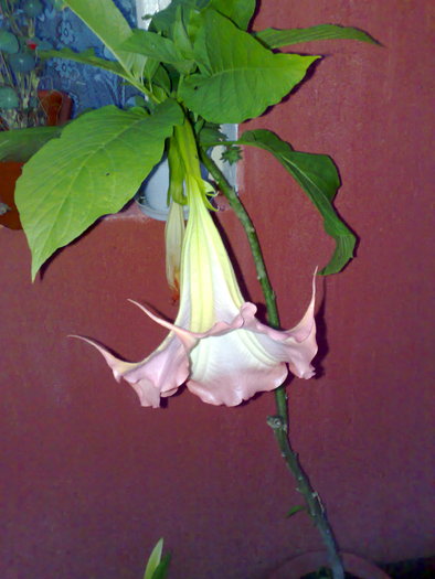datura roz - X Brugmansia sau trompeta ingerilor 2011