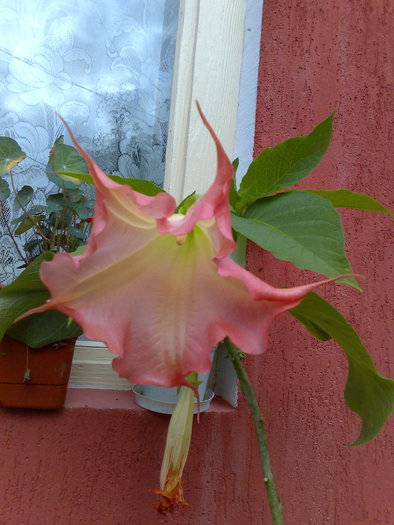 datura roz - X Brugmansia sau trompeta ingerilor 2011