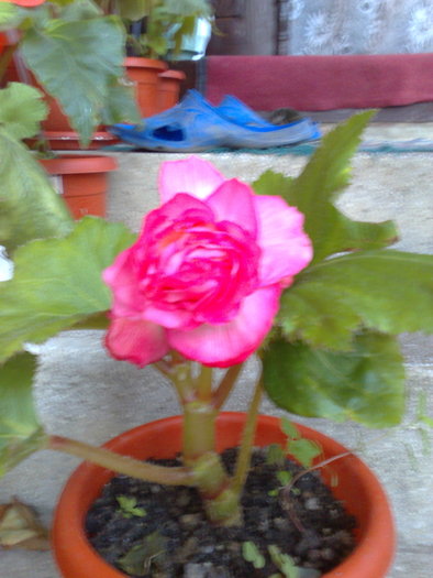 begonia roz - B BEGONII