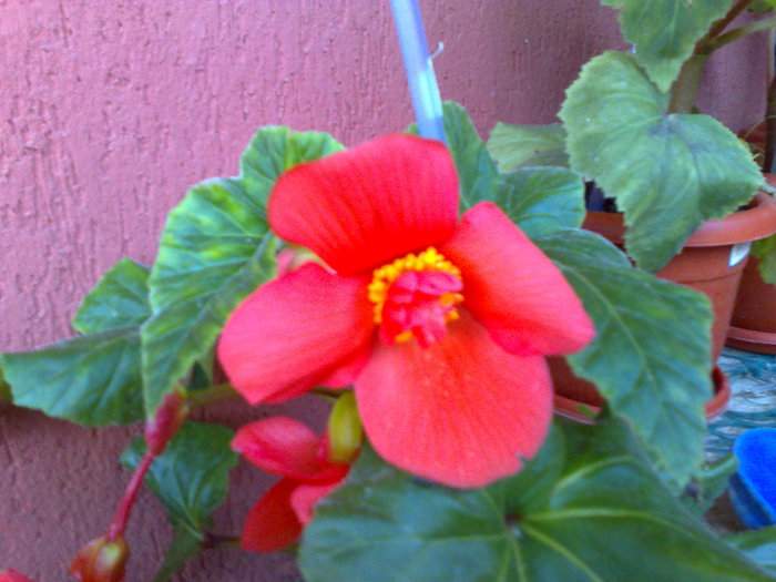 begonia rosie