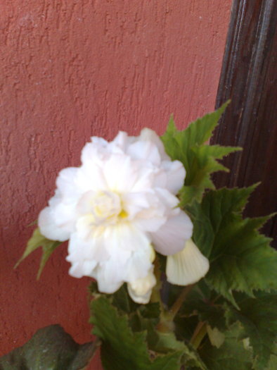 begonia alba