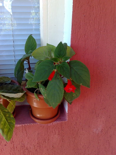 kohleria rosie - Kohleria