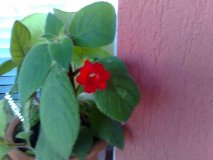 kohleria rosie - Kohleria