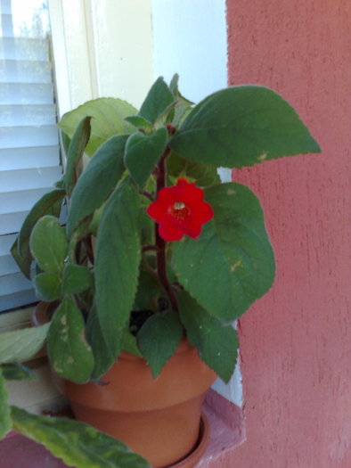 kohleria rosie - Kohleria