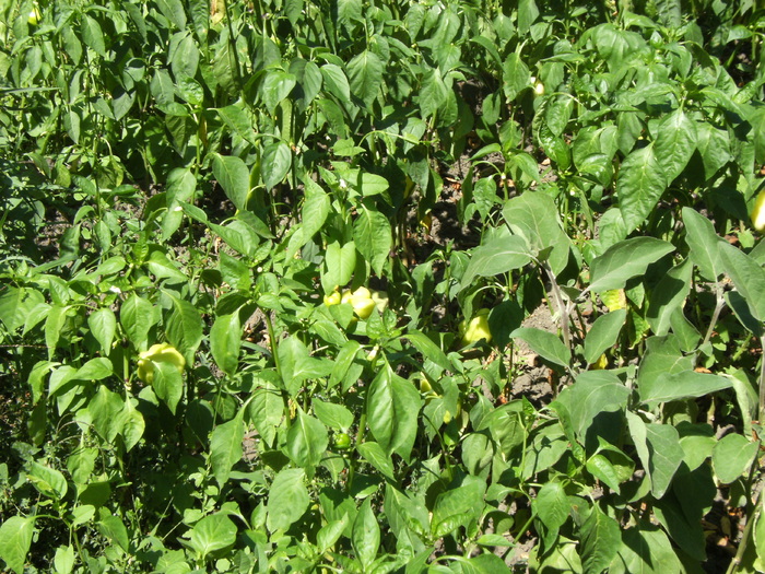 20 august 2010 030 - vegetatia 2010