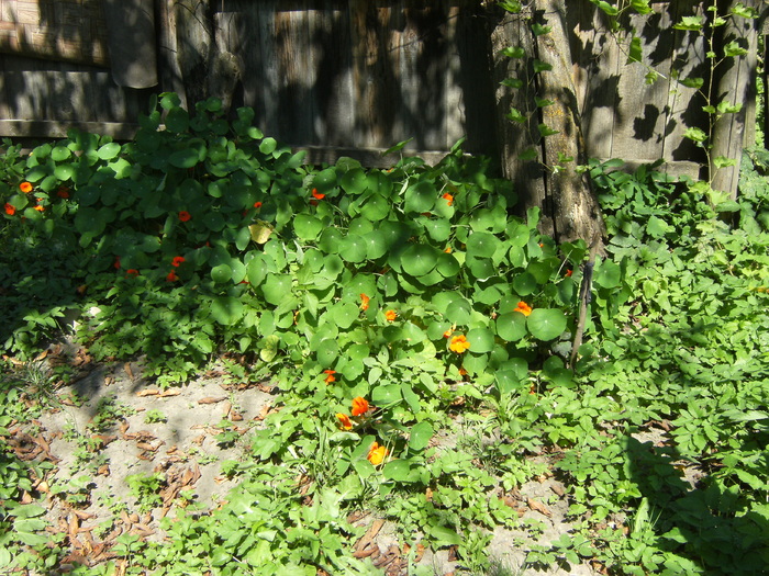 20 august 2010 031 - vegetatia 2010