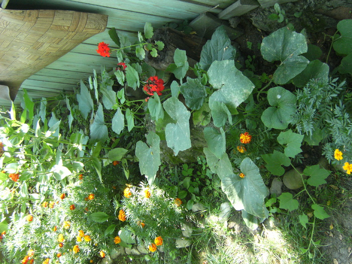 20 august 2010 032 - vegetatia 2010