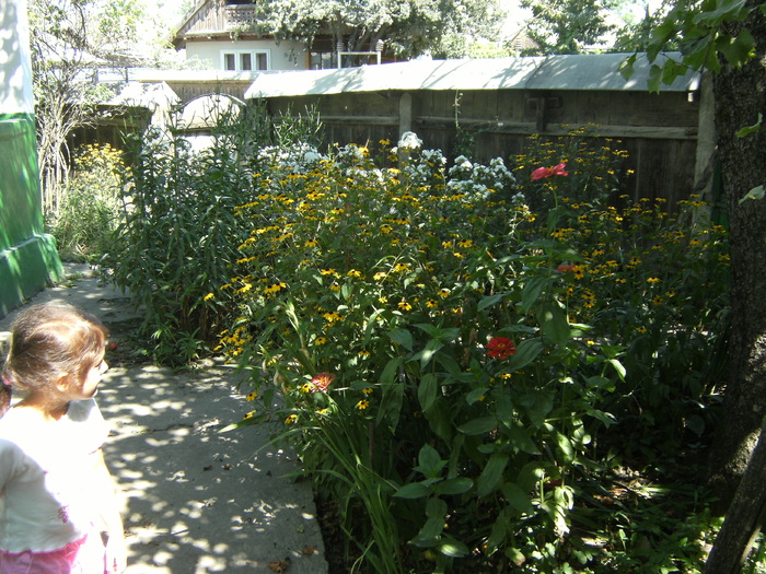 20 august 2010 034 - vegetatia 2010