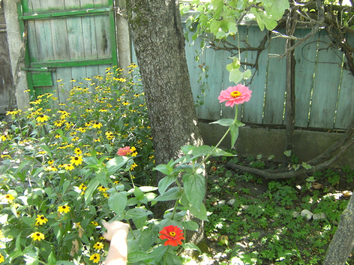 20 august 2010 036 - vegetatia 2010