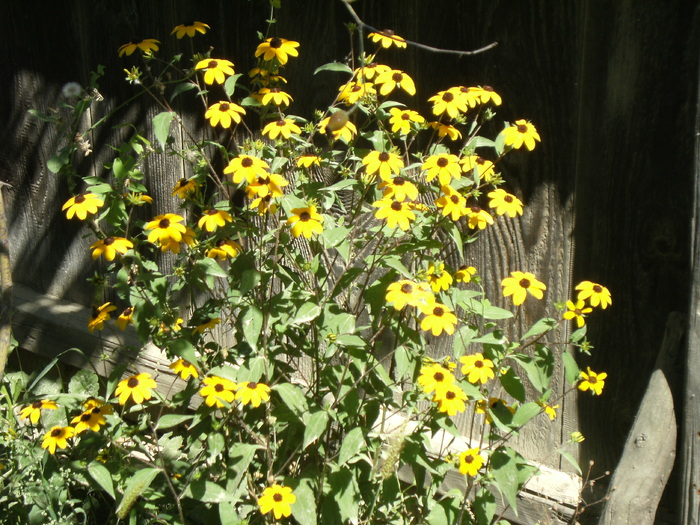 20 august 2010 039 - vegetatia 2010