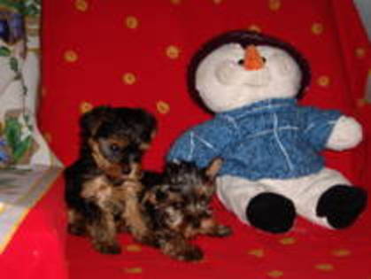 NQHLOEXAFFSPNZOZUQK - yorkshire terrier  toy rasa