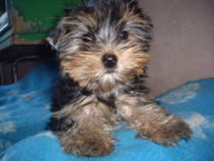 PEBFBUPEZCYRFEYHMTA - yorkshire terrier  toy rasa