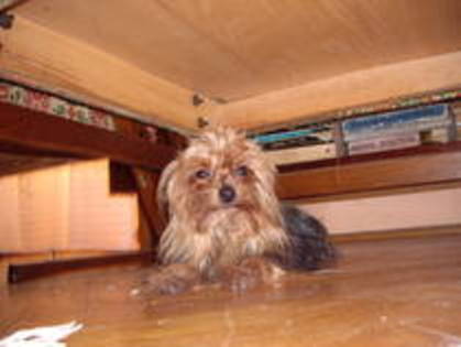 TDEXGKDHNEDICDUNKIO - yorkshire terrier  toy rasa