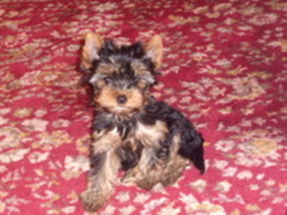 WCSBMQIKOXYAYBYYNIS - yorkshire terrier  toy rasa