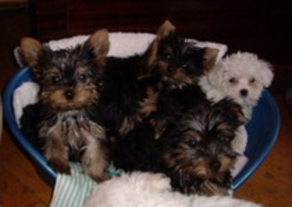 YGEPYZMFFNHZCGRVHEJ - yorkshire terrier  toy rasa