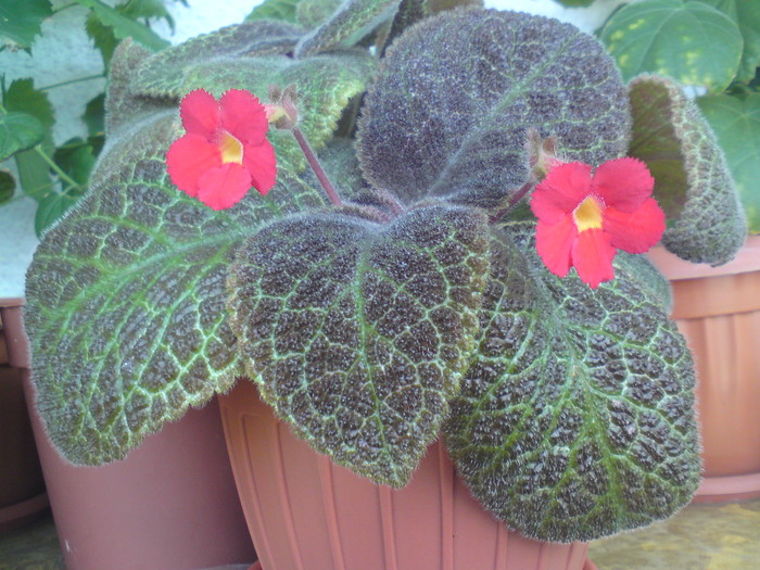 Episcia Tigrovaja - Episcia