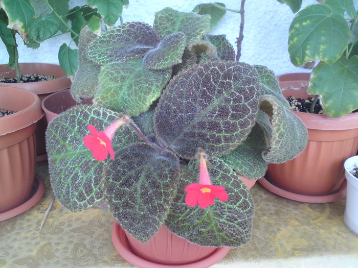 Episcia Tigrovaja (1) - Episcia