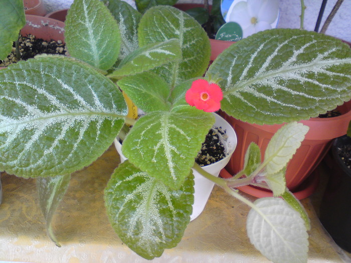 Episcia Tricolor - Episcia