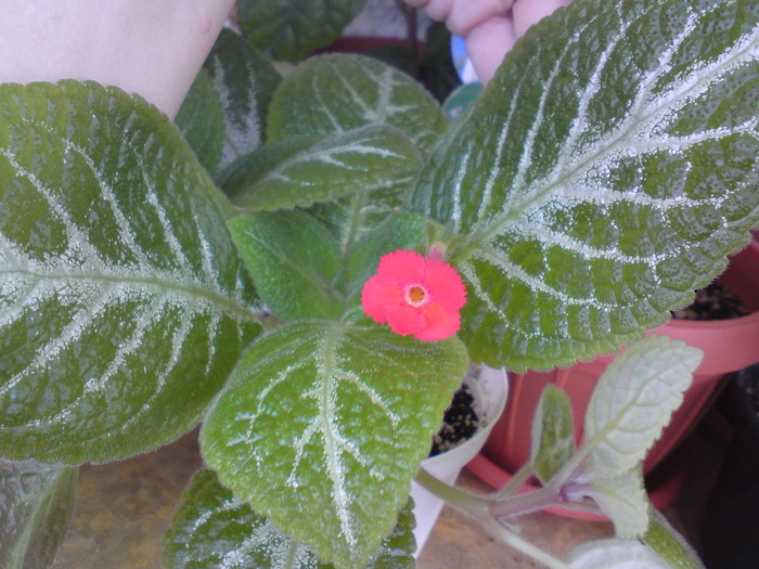 Episcia Tricolor (2) - Episcia