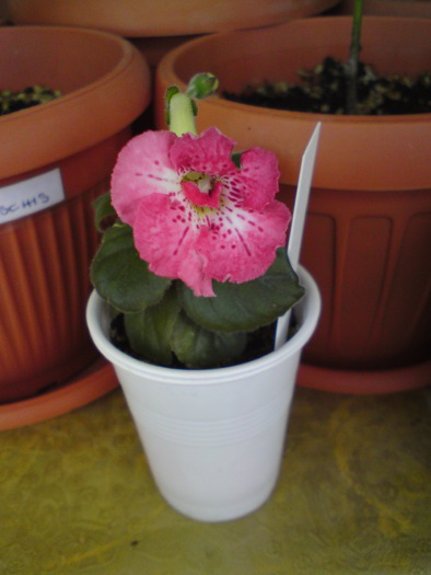 Country Shortcake; Country Shortcake
