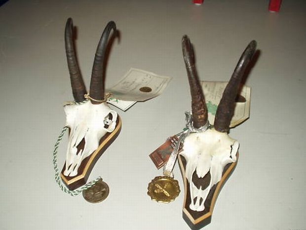 CCN; Capre negre medaliate_ 27 si 29 de cm
