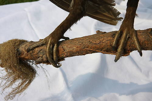 gallo de montania 3_detallos pies