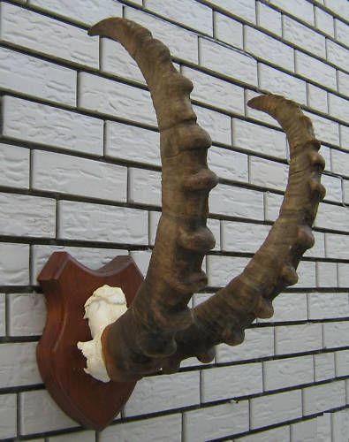 ( CI_575 ) Ibex1_ 81 de cm