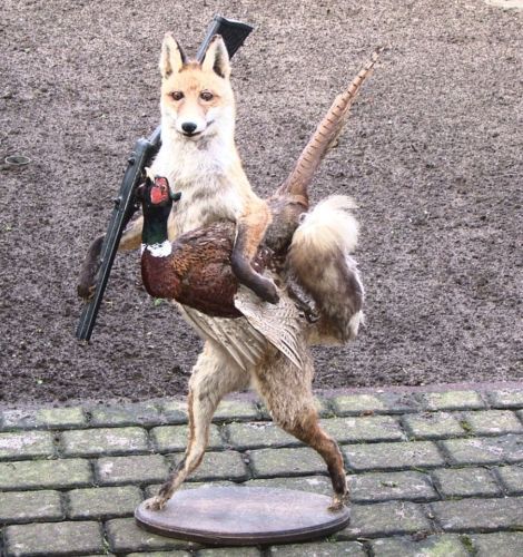 zorro ( VN_225 )310€