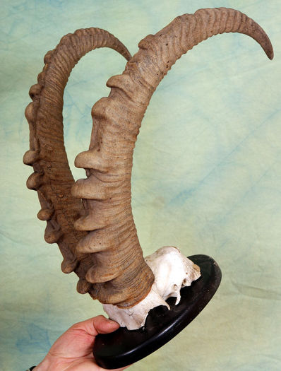 CI_275)450€ _63 de cm