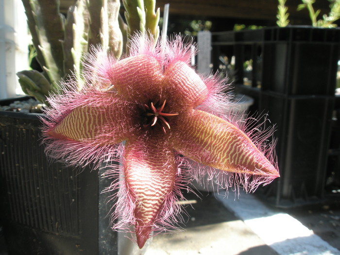 P8190091 - Stapelia