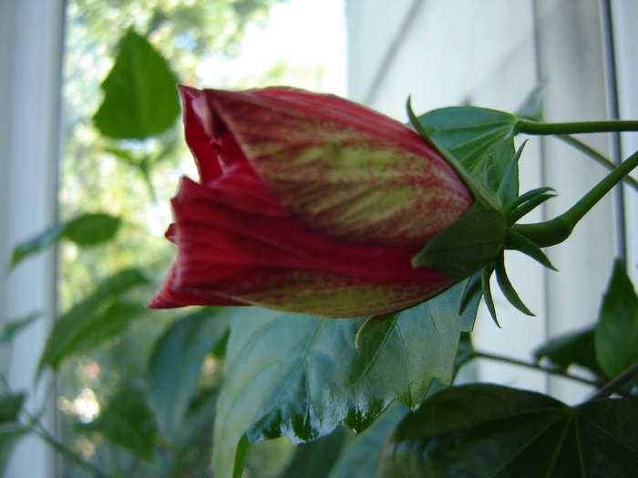 DSC03192 - flori 2010