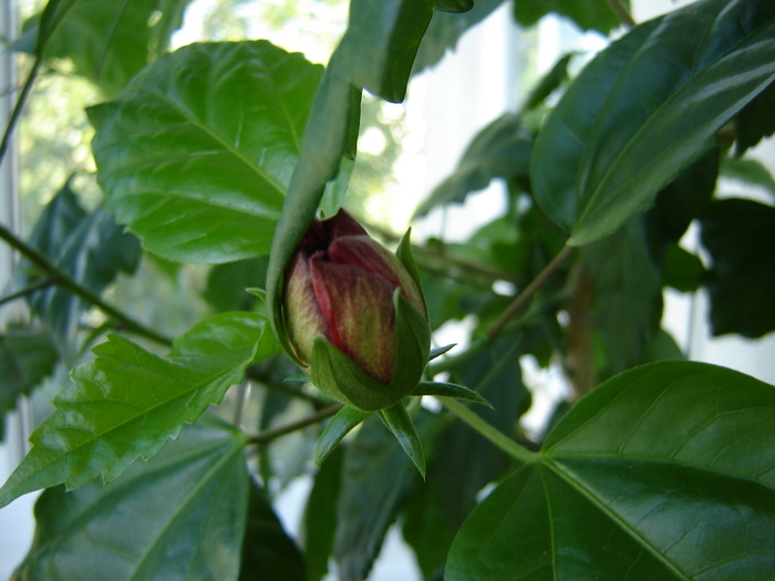 DSC03193 - flori 2010