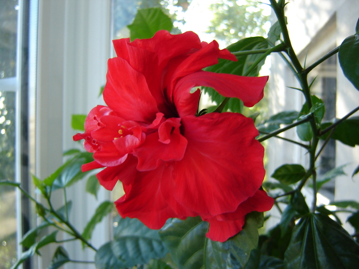 DSC03197 - flori 2010