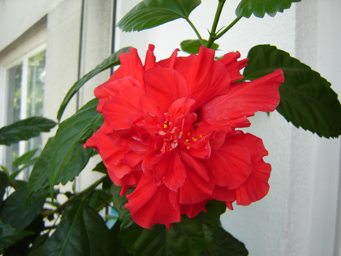 DSC03199 - flori 2010