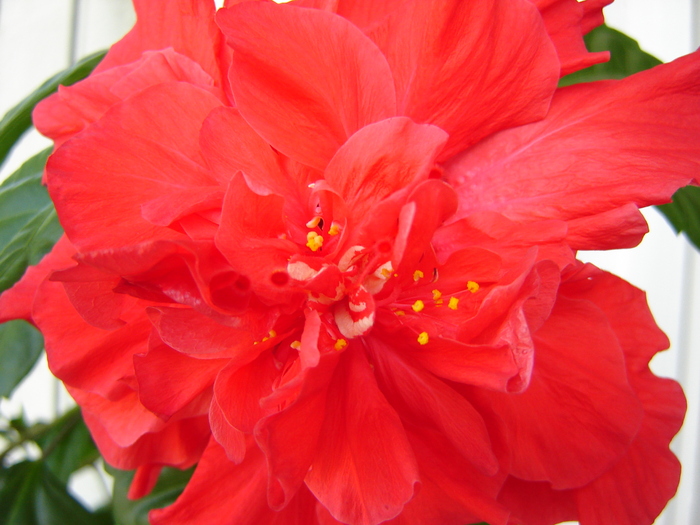 DSC03200 - flori 2010
