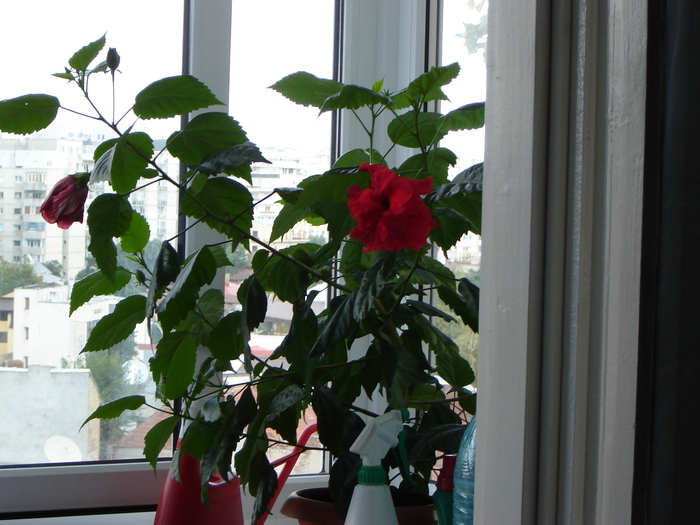 DSC03203 - flori 2010